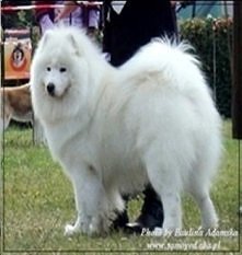 Pies Samojed