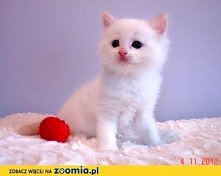 Kocięta Ragdoll. 
Kliknij i zobacz więcej >>