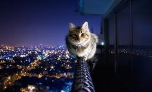 amazing cat