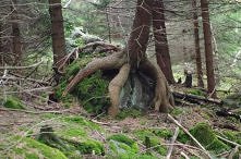 Drzewo na głazie .Kudowa Zdrój