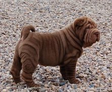 Shar pei