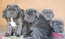 Mastif neapolitański