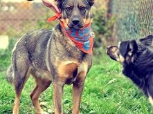 Fortuna z Bielawy do adopcji