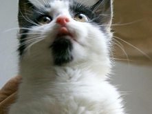Kociaki z Gdyni do adopcji
