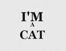 I'm a cat !