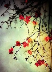 ostatnie dni jesieni