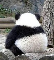 Panda z fochem ;p