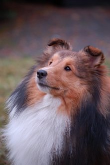 Monteverdi Navarette - owcz...