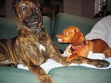 Who's The Big Dog Now?