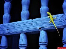 Linonka na błękicie