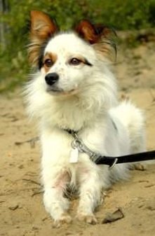 Bryś z Katowic do adopcji