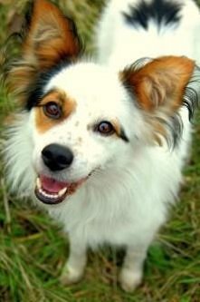 Bryś z Katowic do adopcji