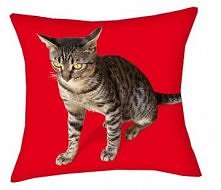 Kot z Krety rodem poduszka 36cm