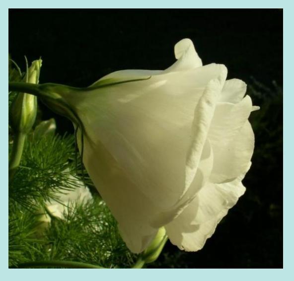 eustoma