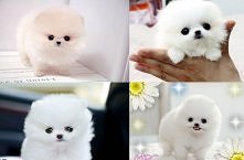 Jakie słodziaki <3 !