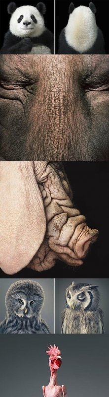 niesamowite zwierzęta