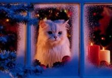 Kiedy przyjdzie ten gwiazdo...