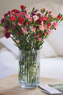 gozdziki kwiat PRL-U