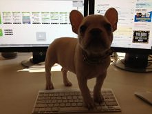 jesteś zapracowany?