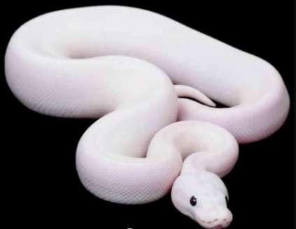 white python