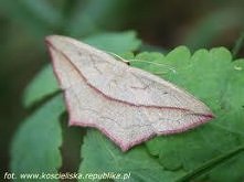 Uśmiech w trawie-Walgina rdestniak