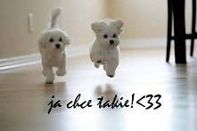 ja chce takie! <33