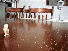 Kung fu karate papug