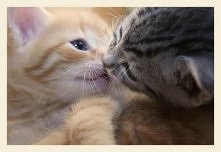 kiss