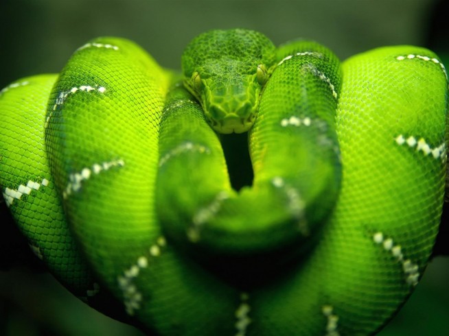 Nture green tree python, hd wallpapers