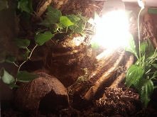 wystrój dla ptasznika