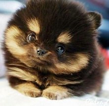 nie ważnie, chomik czy piesek, jest przeuroczy