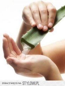 Jedną z najbardziej skutecznych wskazówek na porost włosów jest stosowanie soku z aloesu. Wmasować sok w włosy i pozostawić na godzinę, a następnie spłukać ciepłą wodą.