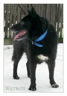 szczecin- staruszek Werson ...