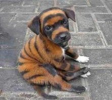 Słodki ^_^ Chce takiego na ...