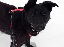 Libra z Katowic do adopcji. 
Kliknij i poznaj szczegóły / Zoomia.pl