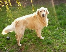 ,,Pies najlepszym przyjacie...