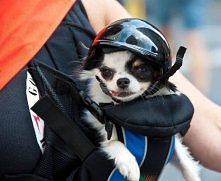 Z cyklu 'Czego to ludzie nie wymyslá', czyli nosidelko dla malych psiaków :P