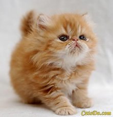 Słodki kociak :)

Zapraszam...