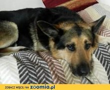 Alex- łagodny olbrzym szuka kochającego domu
Kliknij i zobacz sczegóły / Zoomia.pl