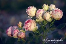 First Lady - łatwa w uprawi...