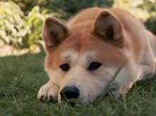 Akita inu