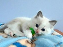 Kochane kocięta Ragdoll hodowla Teo-Cat*PL
Kliknij i zobacz szczegóły / Zoomia.pl