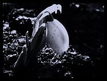 Spring is coming '13