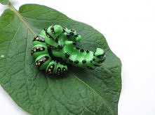 Tak. Te dwa małe słodziaki to kolczyki. Mają imitować 'tunel'.