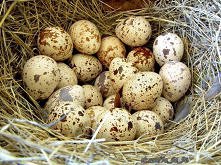 małe jajka, ale jakie korzystne