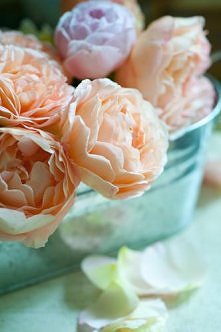 Lady Emma i Hermione