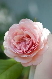 Shropshire Lad