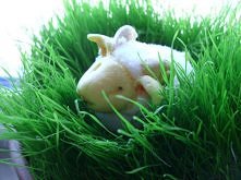 Cukrowy baranek mojego auto...