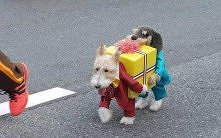 Best Dog Costume.. EVER