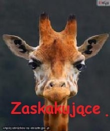 Żyrafka :) zoo  /w.